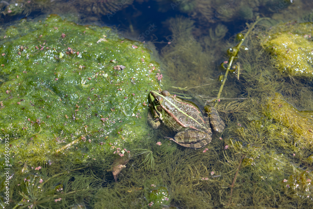 frog in the pond