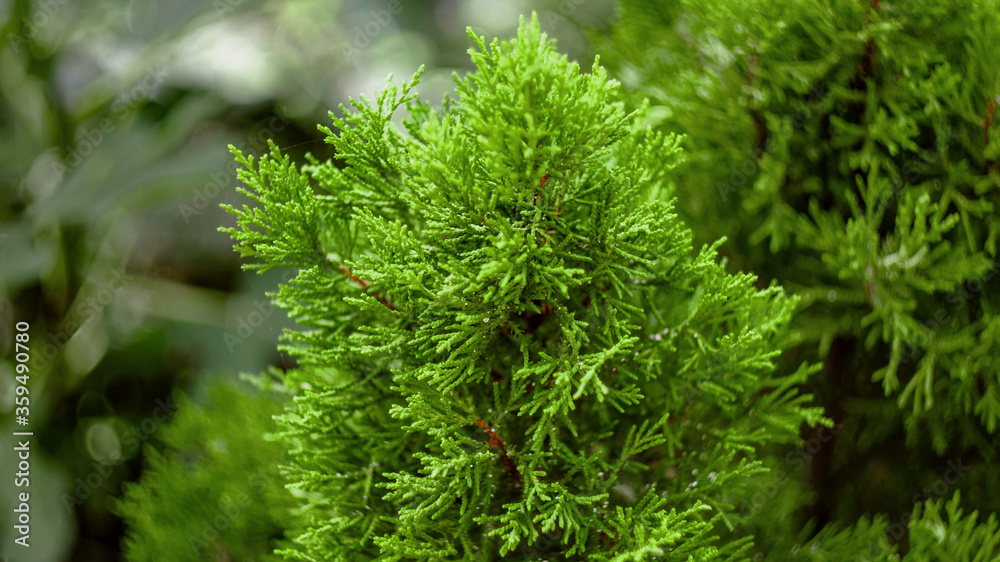 Bushes of green spring thuja, horizontal photo of evergreens in the garden. Bright photo in green tones. Bushes of green spring thuja, horizontal photo of evergreens in the garden. Bright photo in green tones.