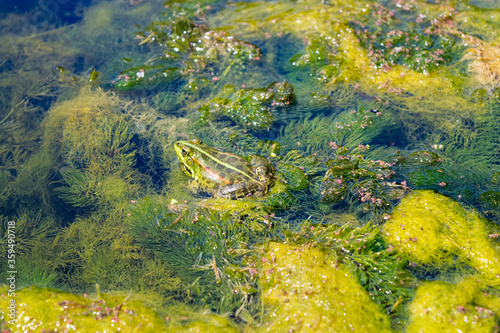 Fototapeta Naklejka Na Ścianę i Meble -  frog in the pond
