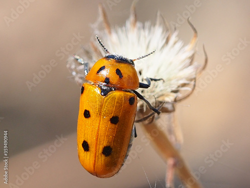 Beetle (Tituboea biguttata), female photo