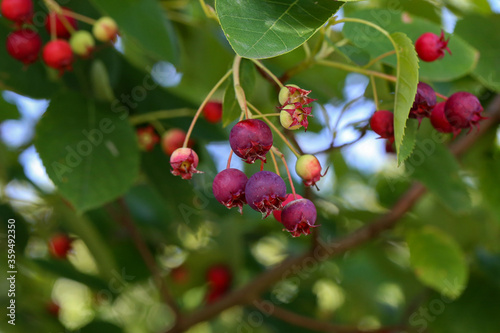 Amelanchier lamarckii ripe and unripe fruits on branches photo