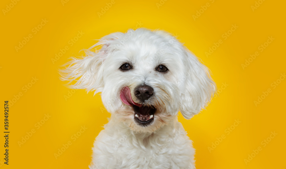 Funny dog licking its lips with tongue out. Isolated on yellow background. Funny dog licking its lips with tongue out. Isolated on yellow background.