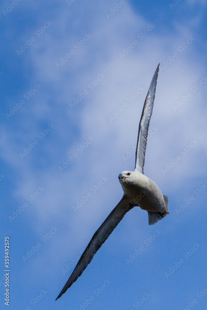 Fulmar, Northumberland, June 2015 Fulmar, Northumberland, June 2015