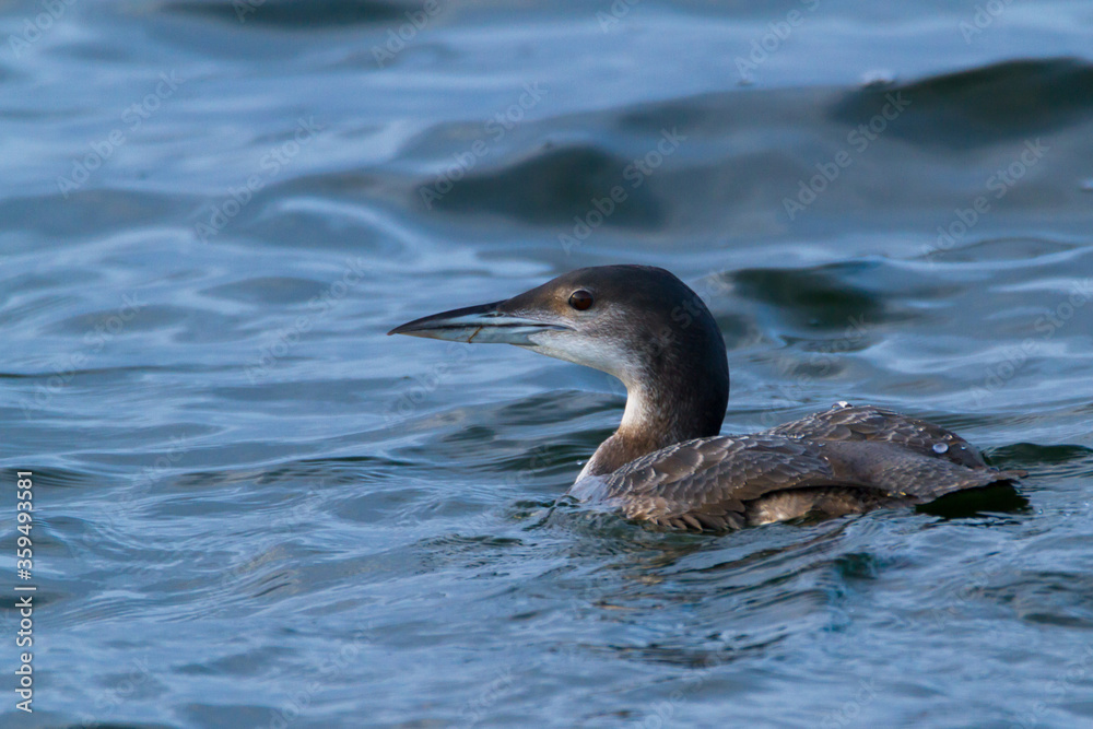 Great northern diver, Oxfordshire, December 2015 Great northern diver, Oxfordshire, December 2015