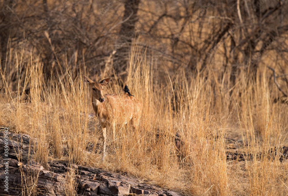 Cheetal on the rocks at Ranthambore National Park Cheetal on the rocks at Ranthambore National Park