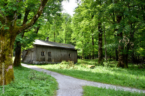 Hütte im Wald