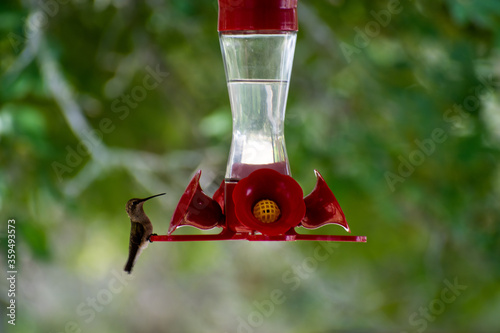 hummingbird on feeder © David