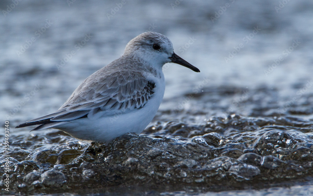 Sanderling, Oxfordshire, January 2016 Sanderling, Oxfordshire, January 2016