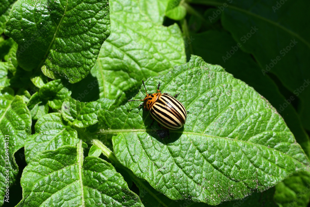 Colorado potato beetle eats potato leaves, pest . close-up. Colorado potato beetle eats potato leaves, pest . close-up.