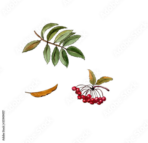 watercolor drawing of a rowan branch with berries
