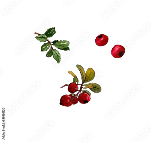 watercolor drawing of forest red berries