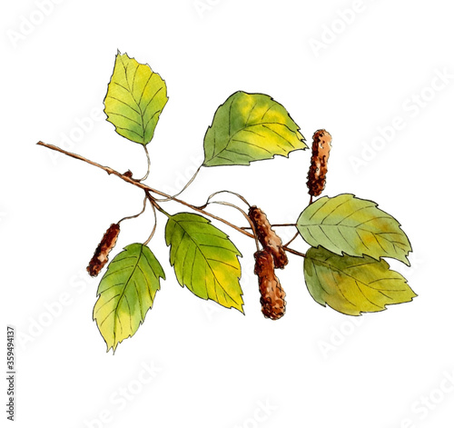 watercolor drawing of a birch branch with earrings