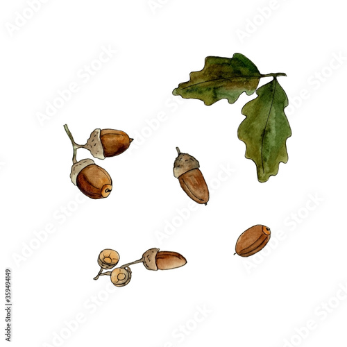 watercolor drawing of oak leaves and acorns