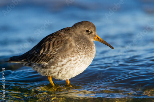 Purple sandpiper, Durham, February 2016