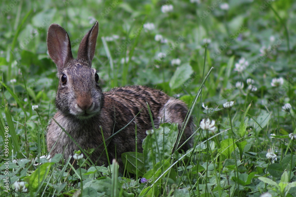 Fototapeta premium Cottontail Rabbit eating grass and white clover on a spring day in Wisconsin 