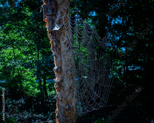 Spider web in the morning dew.