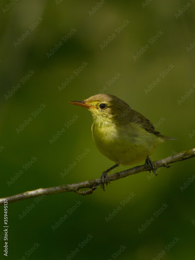 Icterine warbler, Latvia, July 2016 Icterine warbler, Latvia, July 2016