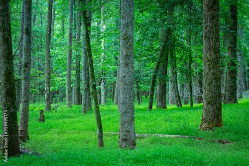 Fototapeta Naklejka Na Ścianę i Meble -  Green forest floor in NC state park.