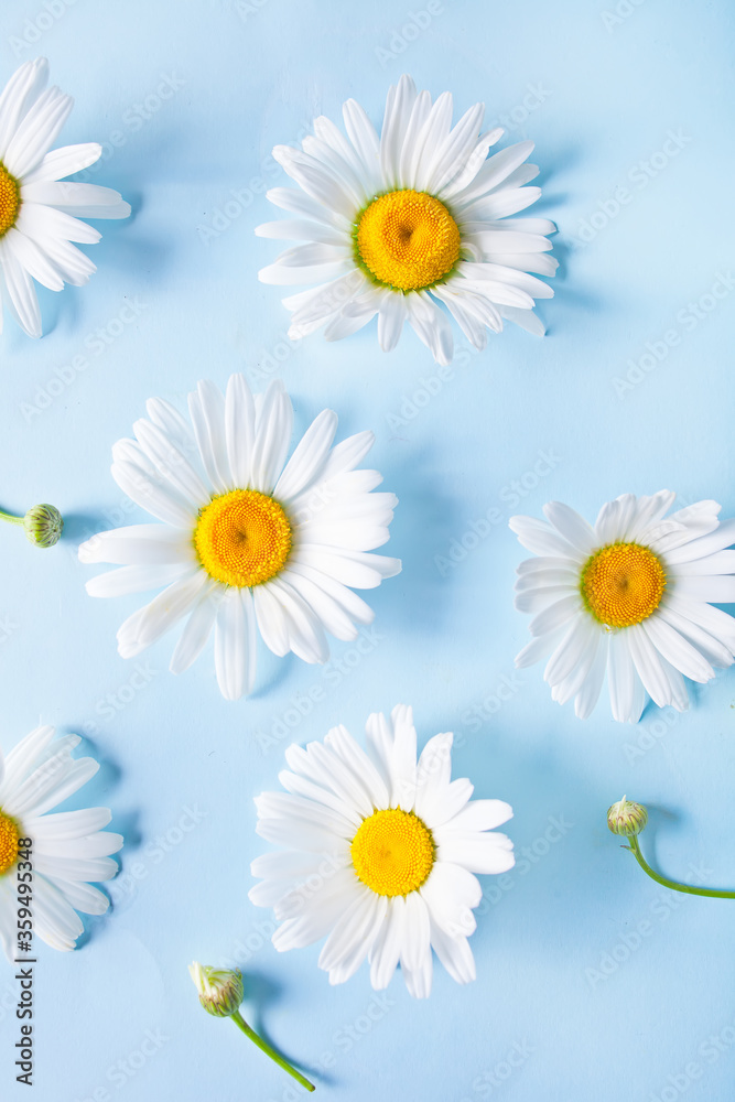 Chamomile flowers on the blue background. Top view. Spring or summer background concept. Chamomile flowers on the blue background. Top view. Spring or summer background concept.