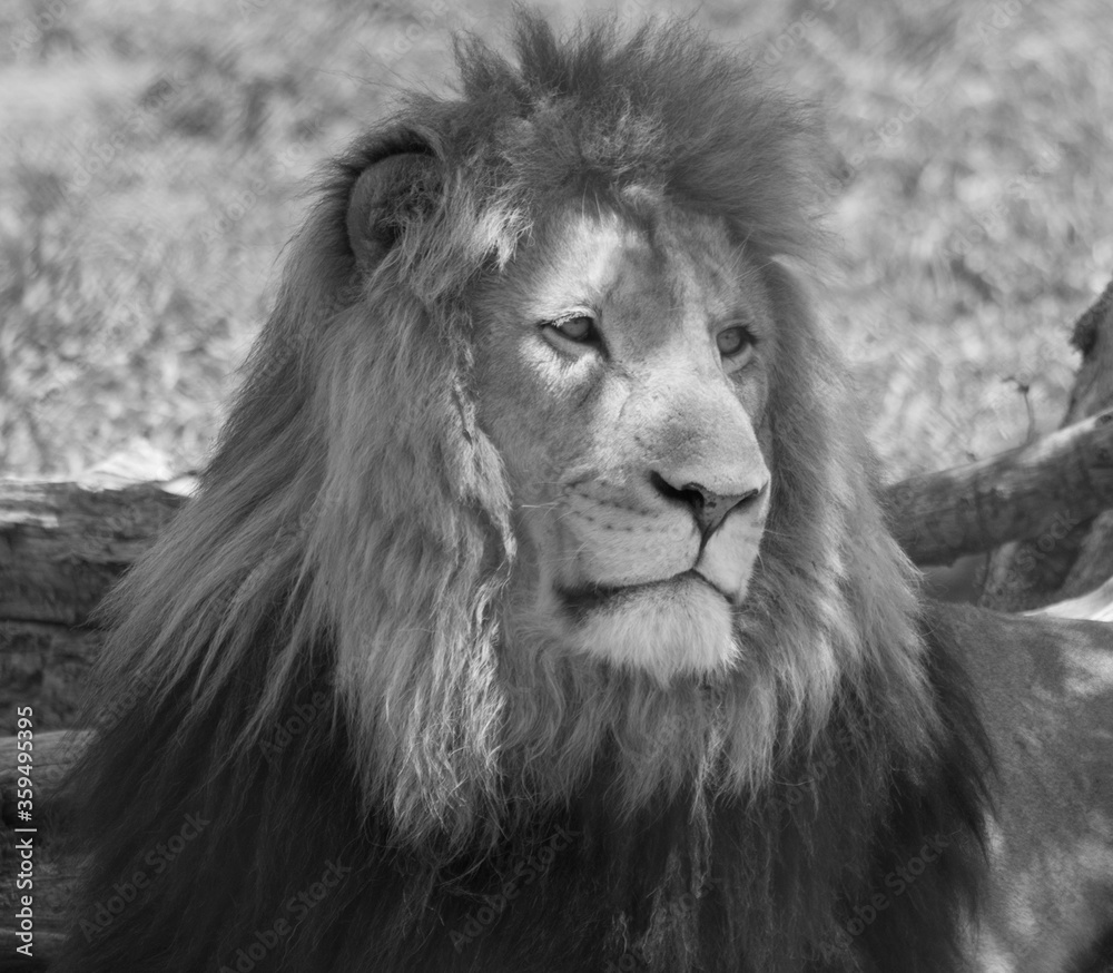Black and white lion close up