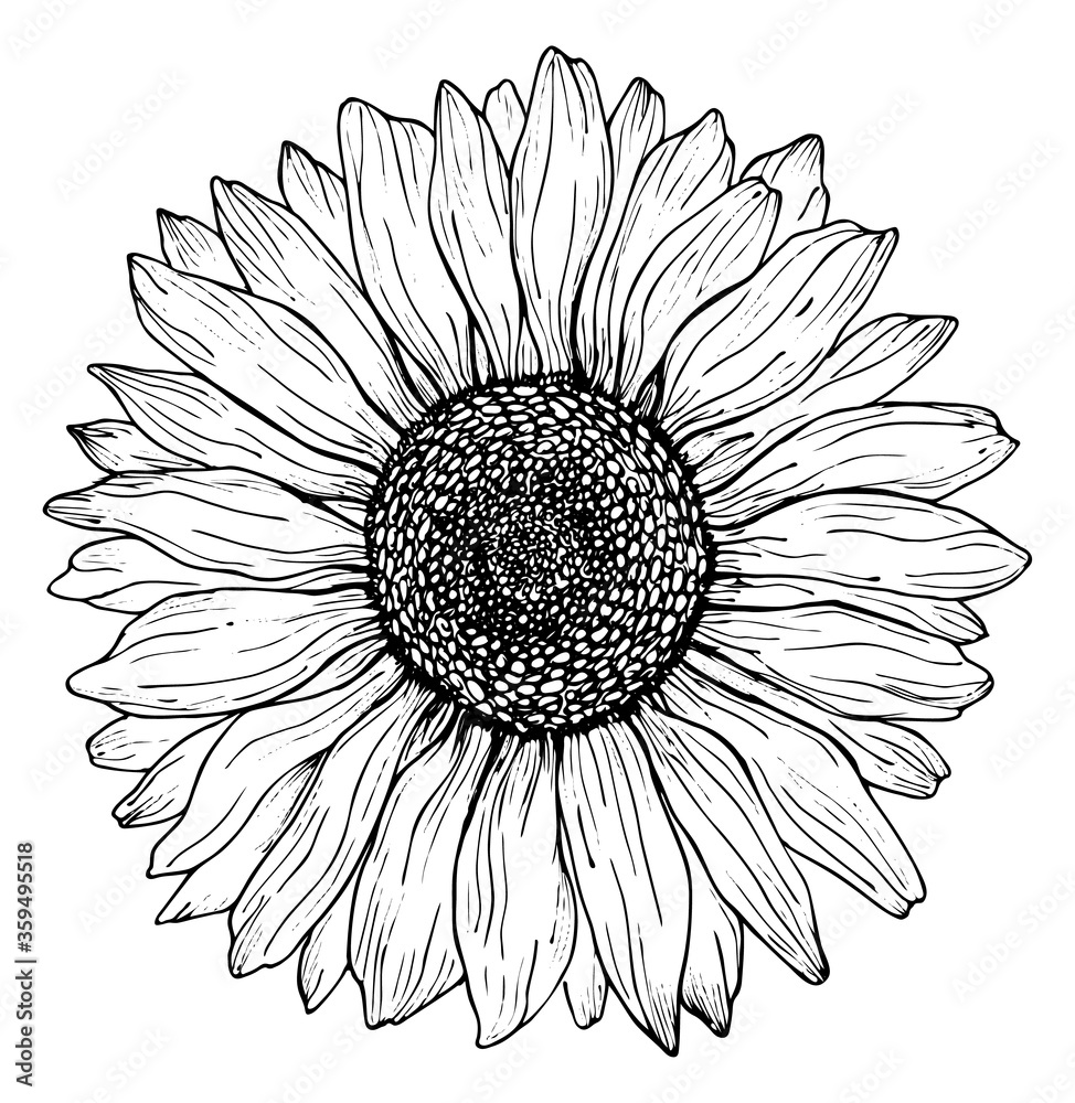 Black outline sunflower line art isolated on white background. Hand ...