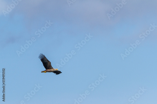 White-tailed eagle  Estonia  July 2016