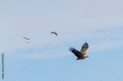 White-tailed eagle  Estonia  July 2016