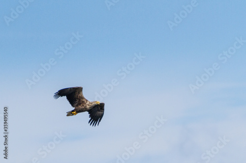 White-tailed eagle  Estonia  July 2016