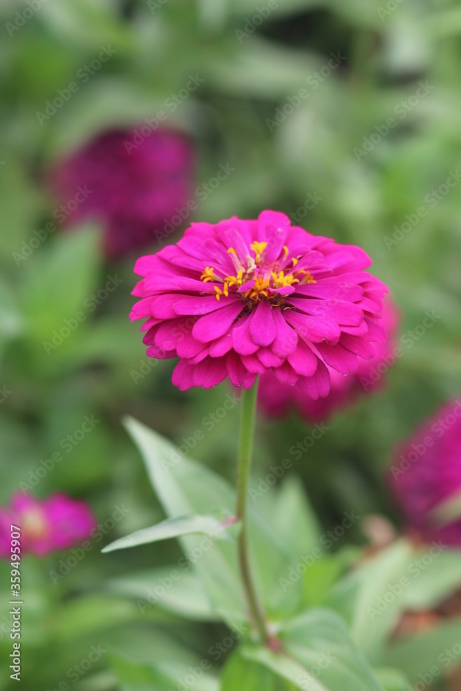 Pink flowers in the garden Pink flowers in the garden