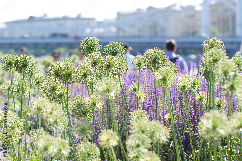 Εκτύπωση καμβά beautiful flowerbed with allium and sage and people walking on the background of