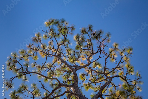 A Pattern of Slash Pine Needles on a Florida Sky