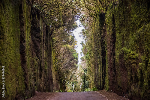 Road tunnel in Anaga Rural Park - ancient rainforest on Tenerife  Canary Islands. Beautiful ancient rain forest.