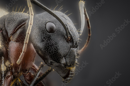 Head of ant. Extreme macro