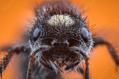 Obraz na plátně macro extreme photography of the insect's head Dasylabris maura