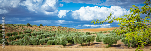 Panoramic landscape of a farm field with olive groves and sky with clouds