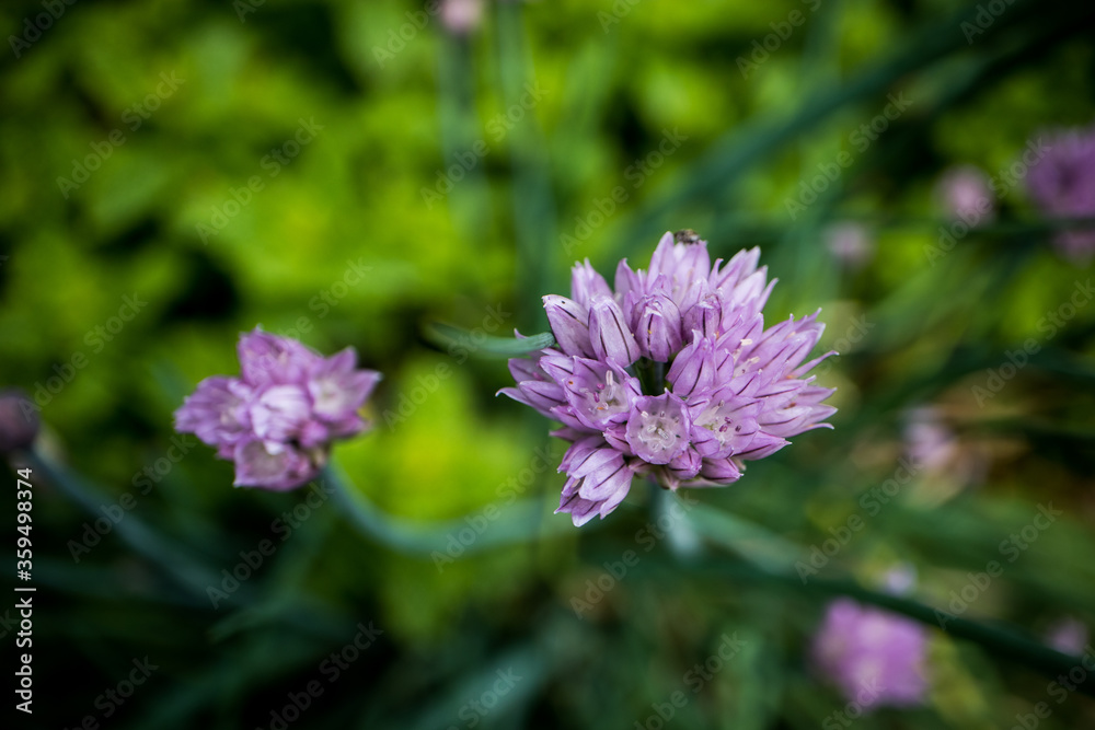 Light purple green onion flowers blooming in the herb garden Light purple green onion flowers blooming in the herb garden