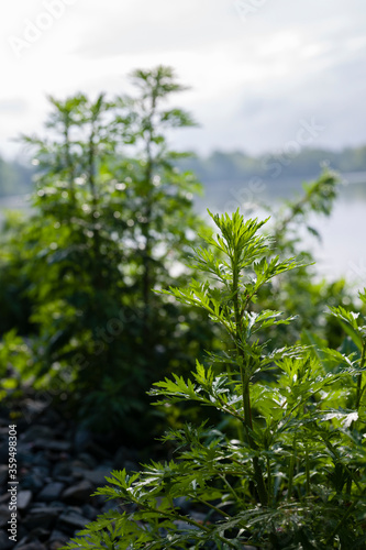 Lush green leaves of black and white wormwood. © lapis2380