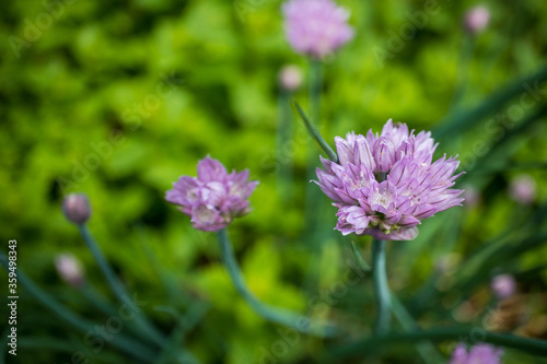 Light purple green onion flowers blooming in the herb garden