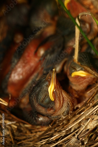the nest of a wild bird with hatched сhicks 