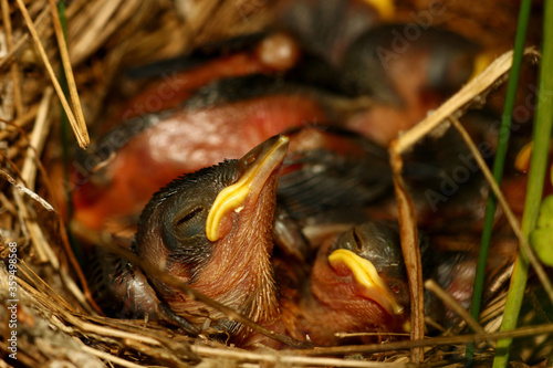 the nest of a wild bird with hatched chicks © albert