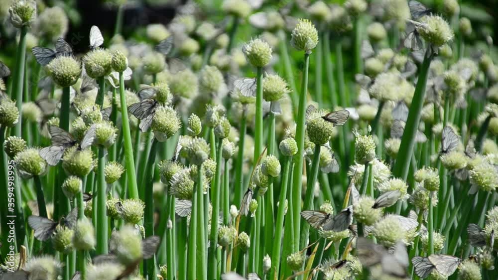white butterflies on a rich bright green. Hot summer day. white butterflies on a rich bright green. Hot summer day.