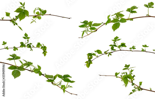 Many various branches of raspberry with young green leaves on white background