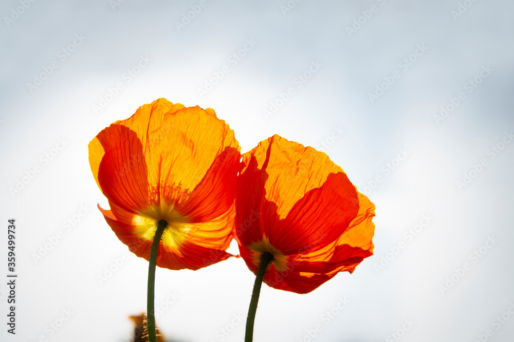 Bright red poppy flowers in blossom Bright red poppy flowers in blossom
