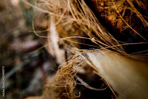 close up detail of coconut fiber, natural fibers, detailed nature texture