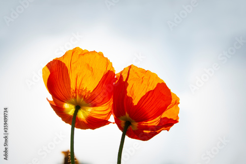 Bright red poppy flowers in blossom