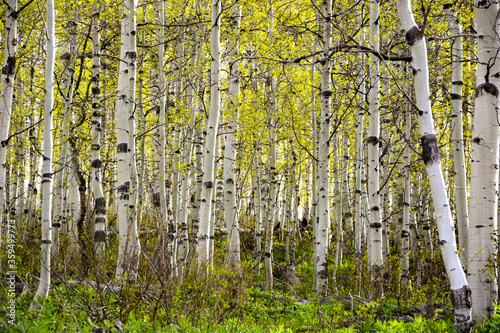 aspen trees