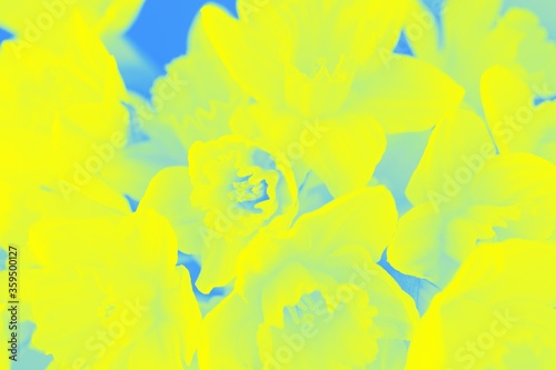 Abstract blue yellow background with daffodils flowers pattern