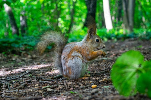 A young red squirrel looks for fallen nuts in the forest. © Андрей Захаров