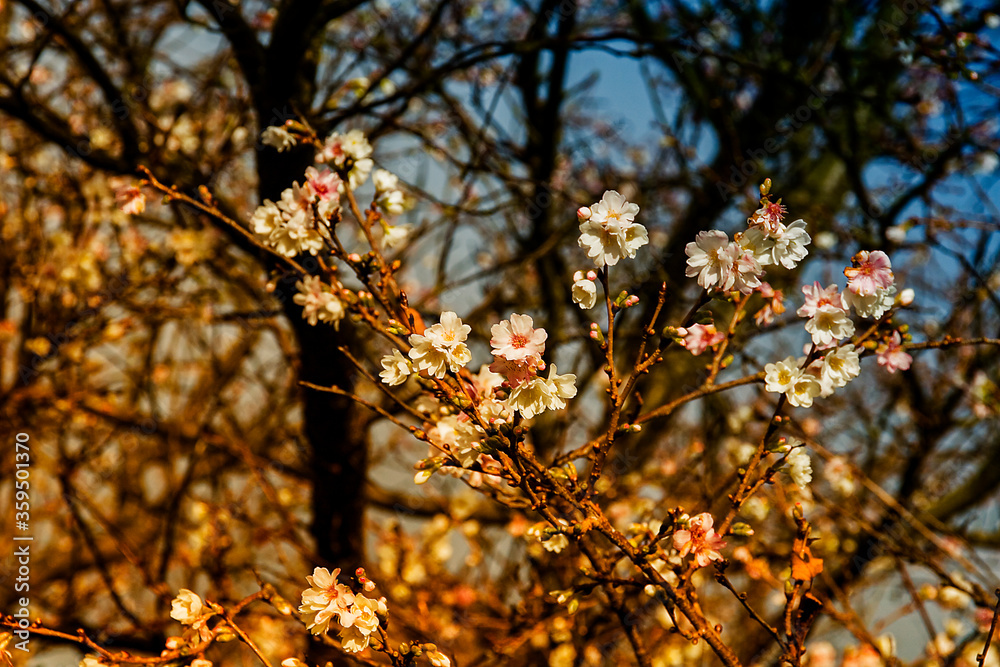 Fototapeta premium Kirschblüten, Cherry blossom