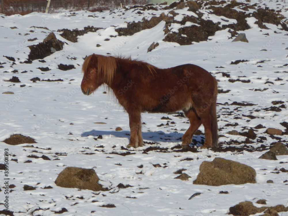 Naklejka premium Small Icelandic Horses